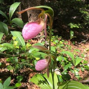 Meet your Posher, Annie